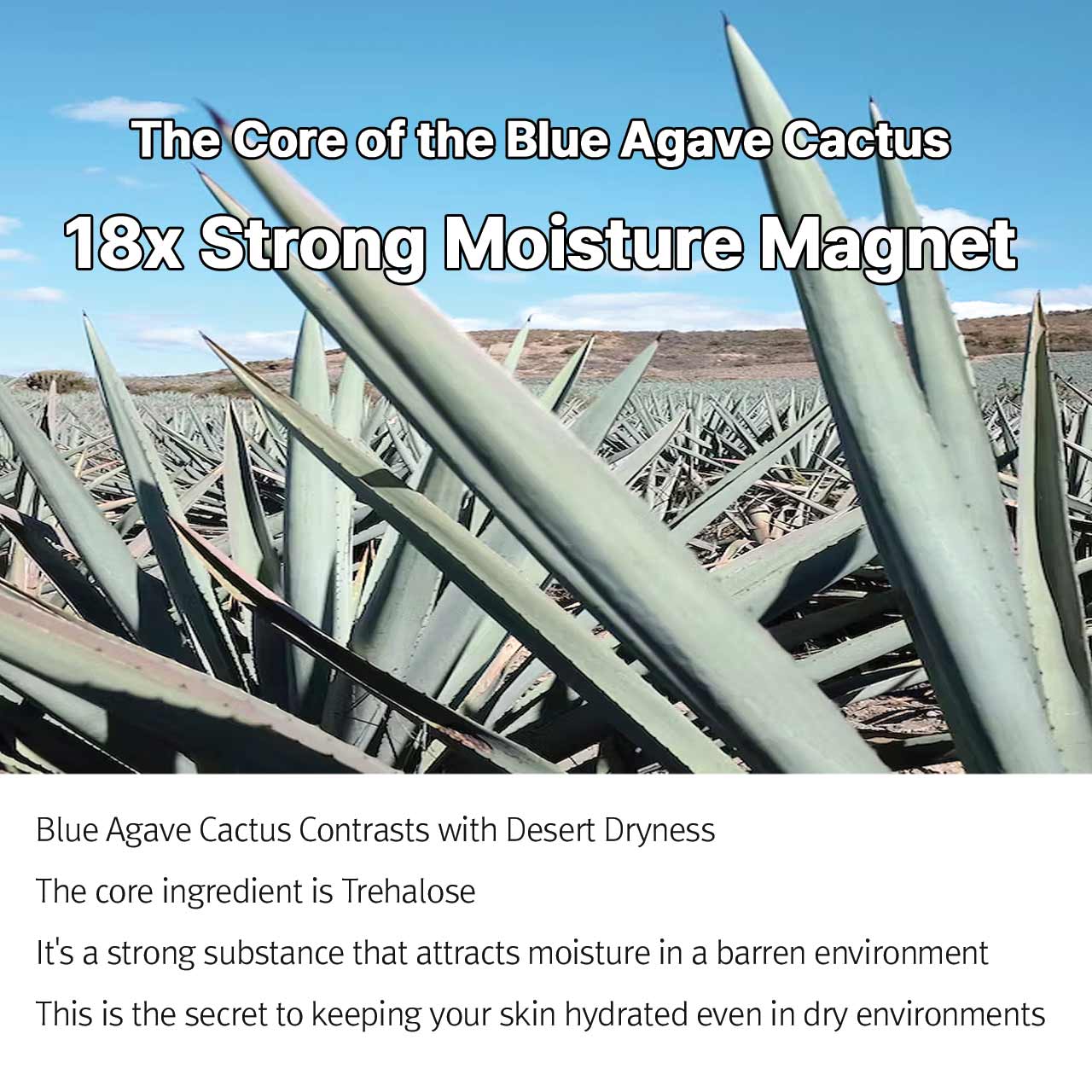 Treeannsea Agave Cactus Desert Ampoule 1.76 Fl.Oz / 50ml 3 set korean skincare
