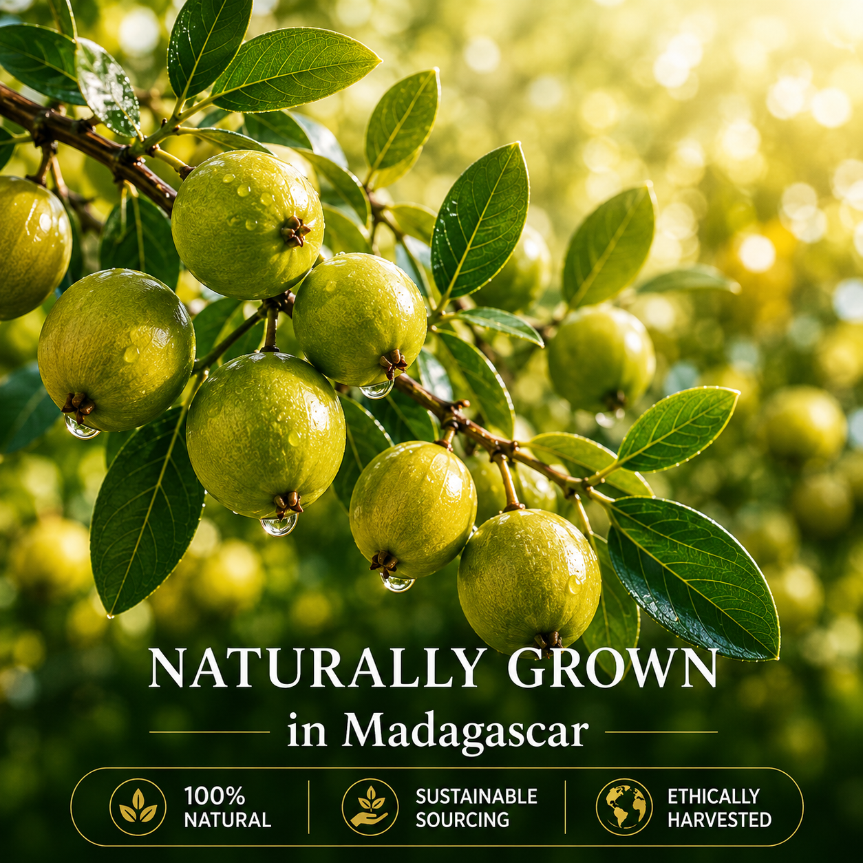 TREEANNSEA Signature Refresh Tamanu Oil 30ml